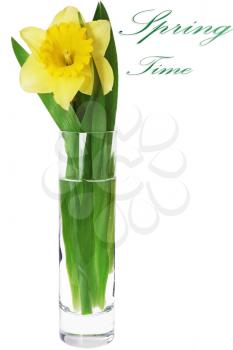 Beautiful spring flower in vase: yellow  narcissus (Daffodil). Isolated over white. 