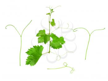 Grapes green leaf with vine tendril. Isoalted over white