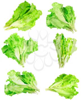 Collage (set) of fresh Leaf of lettuce . Isolated over white