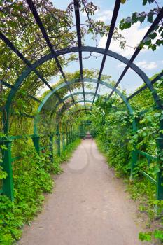 Green archway in a garden. Peterghof.St.Peterburg