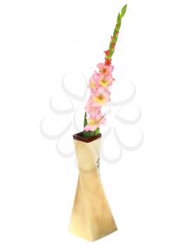 Pink gladiolus in vase . Isolated on white.