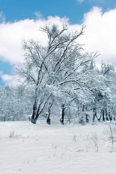 The snow-covered forest.