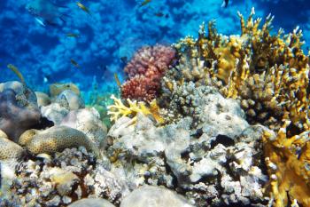 Coral and fish in the Red Sea.Сnidarians.Egypt