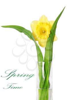 
Beautiful spring single flower in vase: yellow narcissus (Daffodil). Isolated over white. 
