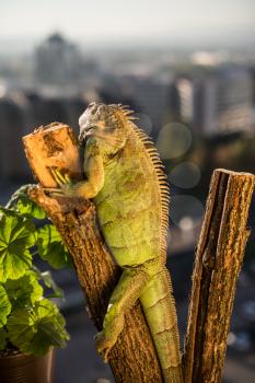 iguana crawling on a piece of wood and posing