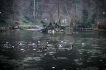 ducks swimming at the lake