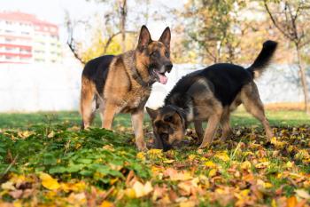 German Shepherd Alsatian Police Dog