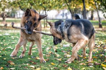 Two Dogs Playing With A Stick