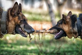 Two Dogs Playing With A Stick