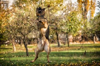 Dog German Shepherd Jumping