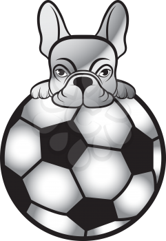 Royalty Free Clipart Image of a Boston Terrier on a Ball