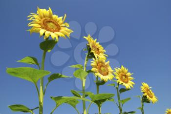 Royalty Free Photo of a Field of Sunflowers and Blue Sky