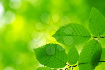 Royalty Free Photo of a Green Leaf Background