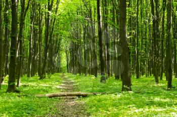 Royalty Free Photo of a Spring Forest
