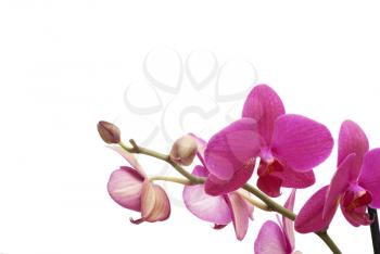 Royalty Free Photo of a Violet Orchid