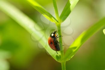 Royalty Free Photo of a Ladybug on a Leaf