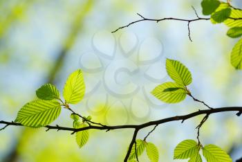 Royalty Free Photo of Green Leaves on a Small Branch