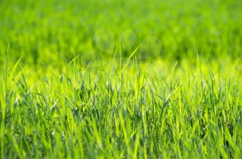 Royalty Free Photo of a Grass Background