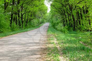 Royalty Free Photo of a Road in a Forest