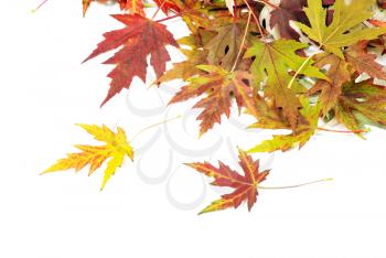Royalty Free Photo of Autumn Leaves