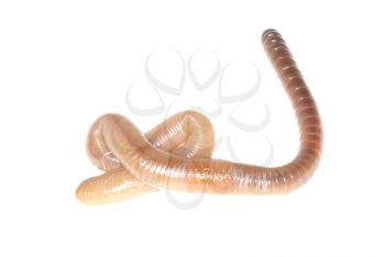 Close-up of worm on white