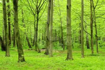 green forest landscape in the morning