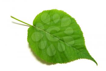 Green small leaf on the white background