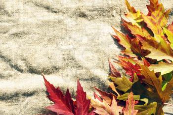 Maple leaves on sack background
