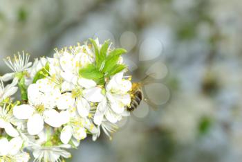 spring white flower and bee