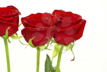 red roses on a white background with space for text