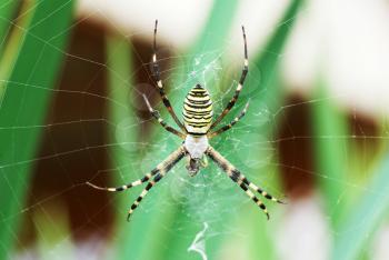 Yellow-black spider in her spiderweb