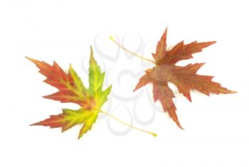 autumn maple leaves with copy space for your text
