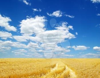 A field of golden wheat and blue sky