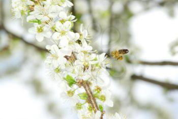 spring white flower and bee