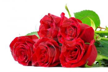 red roses on a white background with space for text