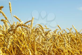 A field of golden wheat and blue sky