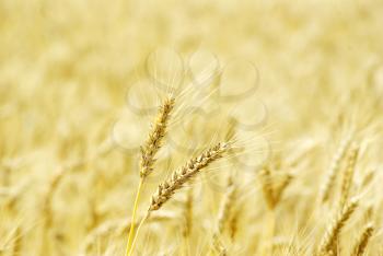 Fields of wheat at the end of summer fully ripe