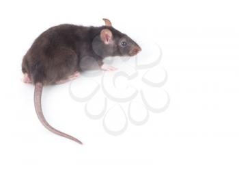 funny rat close-up isolated on white background
