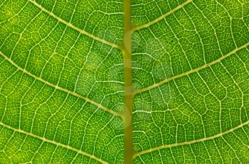 Texture of a green leaf as background