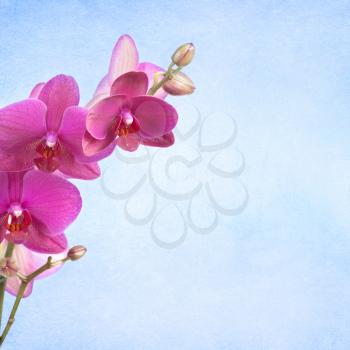 textured old paper background with orchid