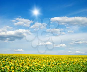 field of sunflowers and blue sun sky

