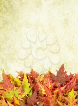 autumn background with colored leaves