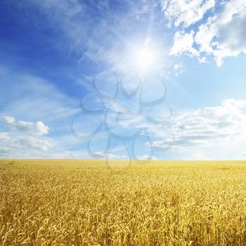 Wheat field and blue sky with sun
