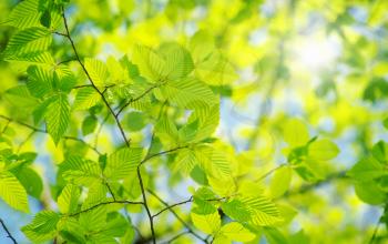 Green leaves over abstract background