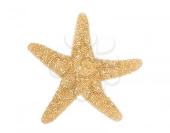 Sea star isolated over white background