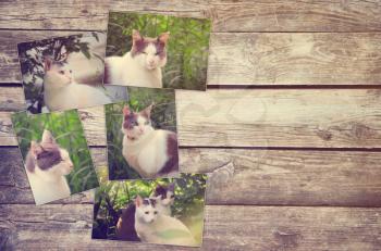 collage of photos of cat