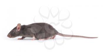  rat close-up isolated on white background