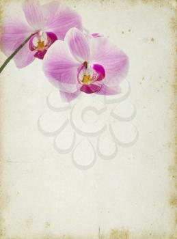 Vintage orchid with copy space