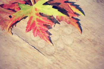 Autumn leaves over wooden background 