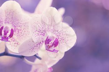 orchid isolated on a green background